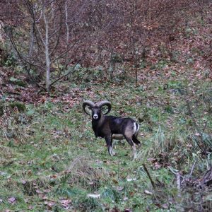 Jagt på muflon i Polen