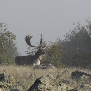Dåhjortejagt i Bulgarien