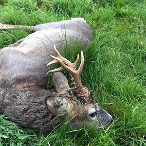 Bukkejagt revir Rothiemurchus i Skotland