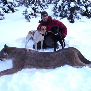 Cougarjagt i Canada