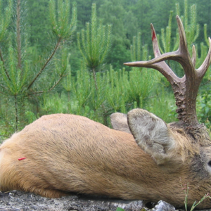 Gruppetur på bukkejagt Los Bazant Trz i Polen