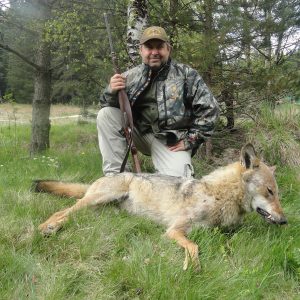 Ulve jagt i Bulgarien