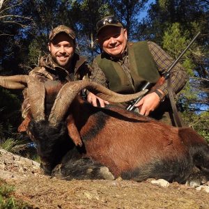 Balearean Wildgoat på Mallorca i Spanien 2026