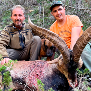 Beceite Ibex jagt i Spanien
