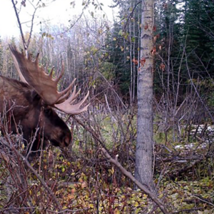 Moosejagt Yukon i Canada