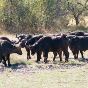 Namibia Bøffeljagt i Caprivi